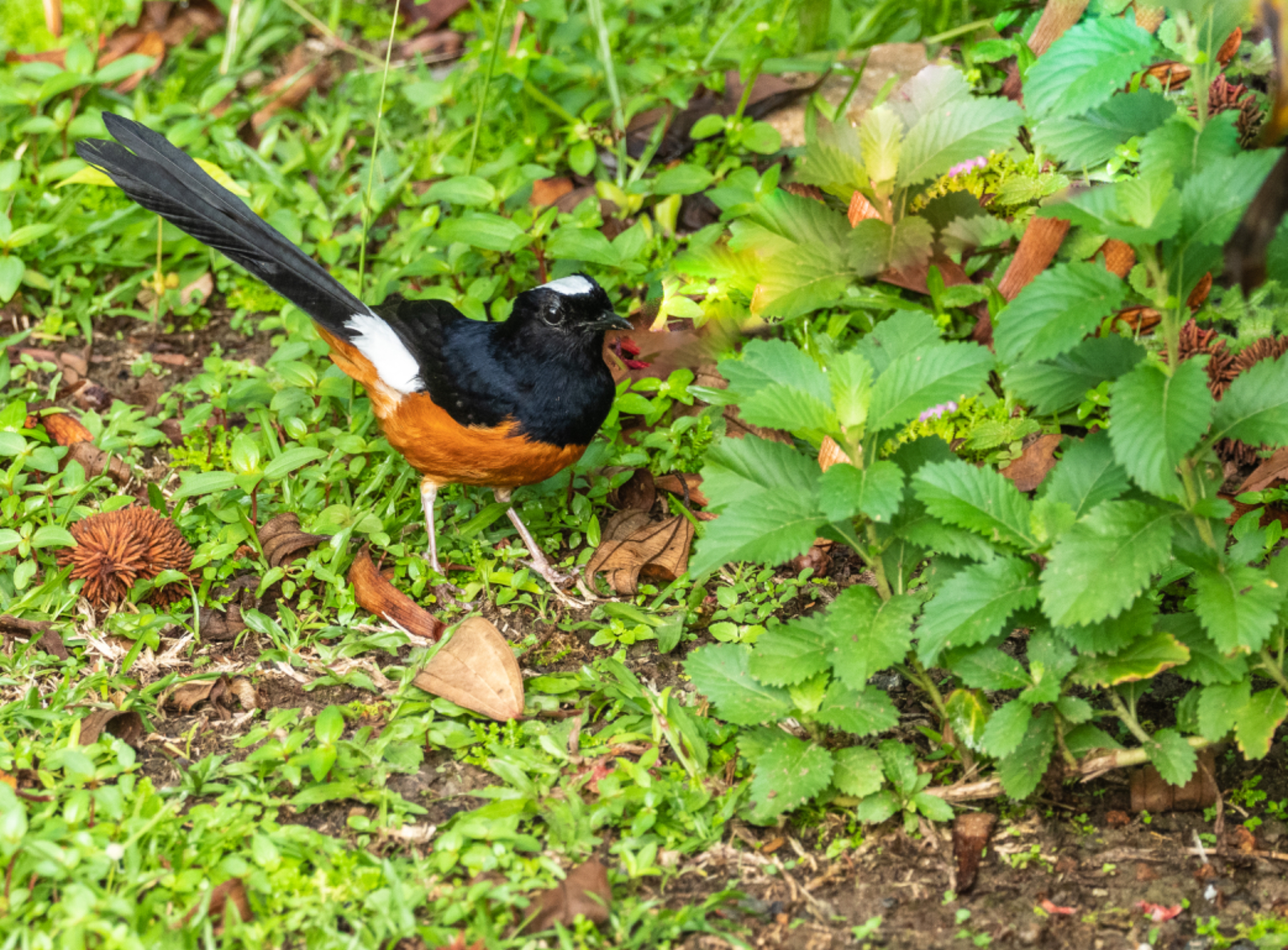 White crowned Shama